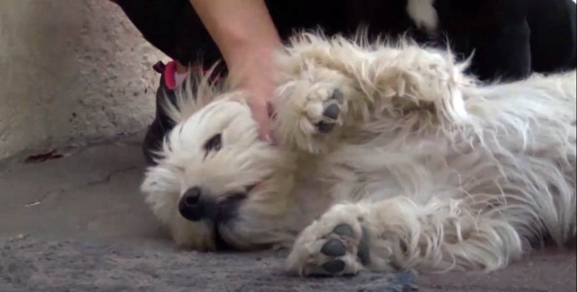 ebzárlat, legeltetési tilalom, Csongrád-Csanád Vármegye