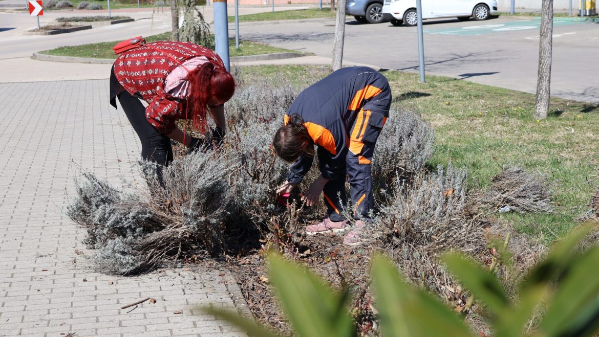 növénymetszés, Makó