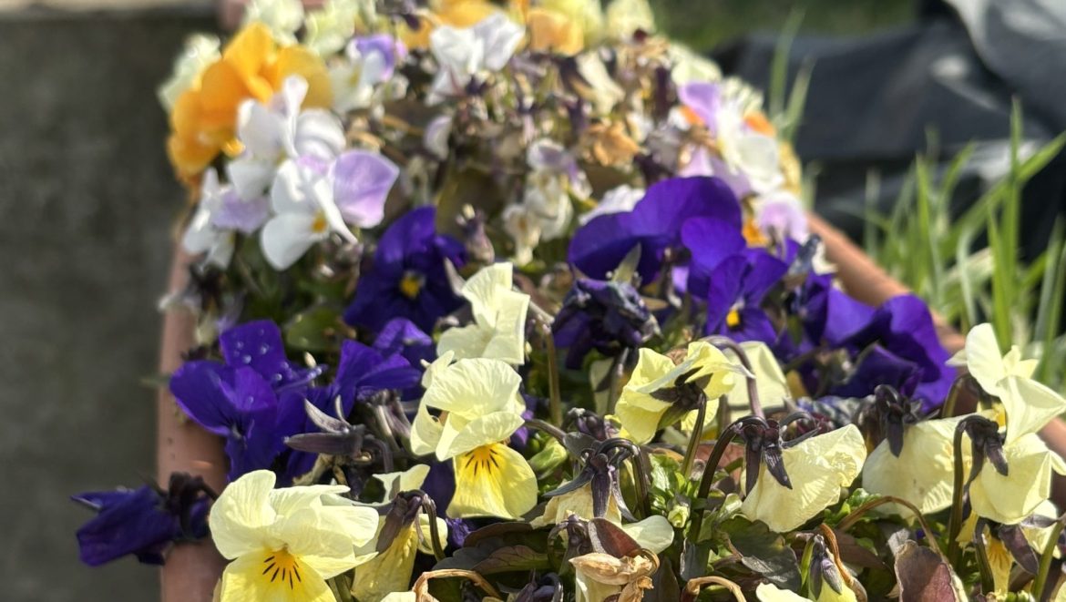 tavaszi munkák Makó