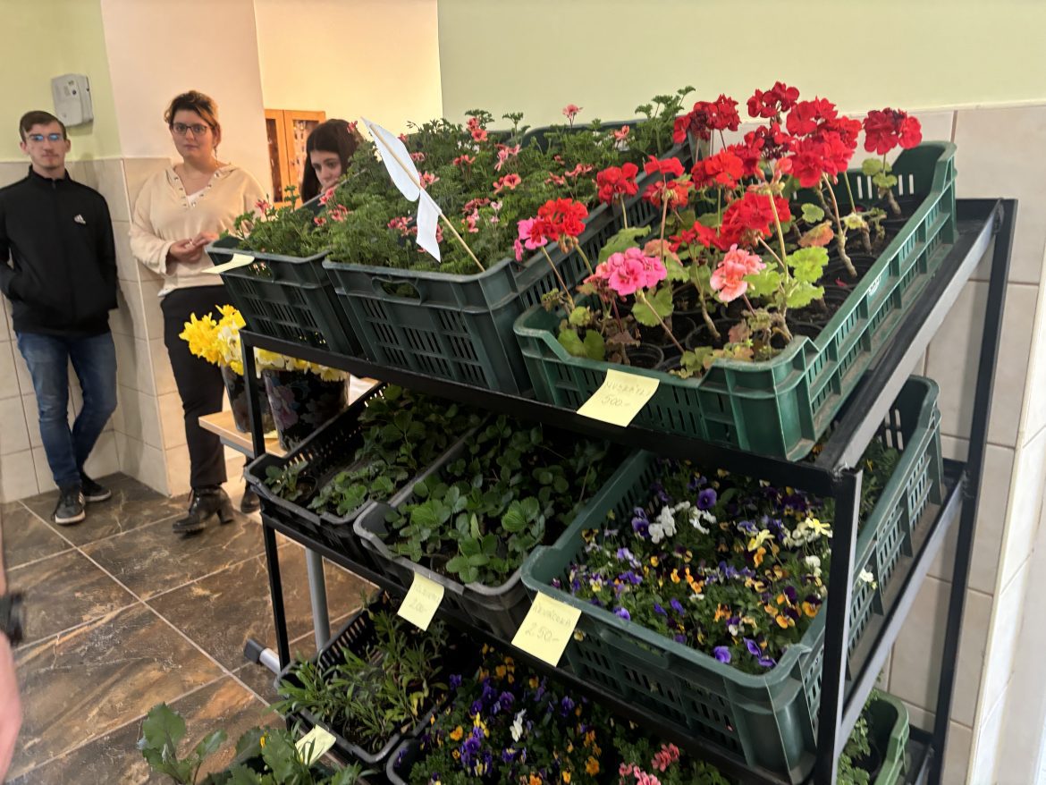 Boronapiknik, Makó, Galamb-technikum