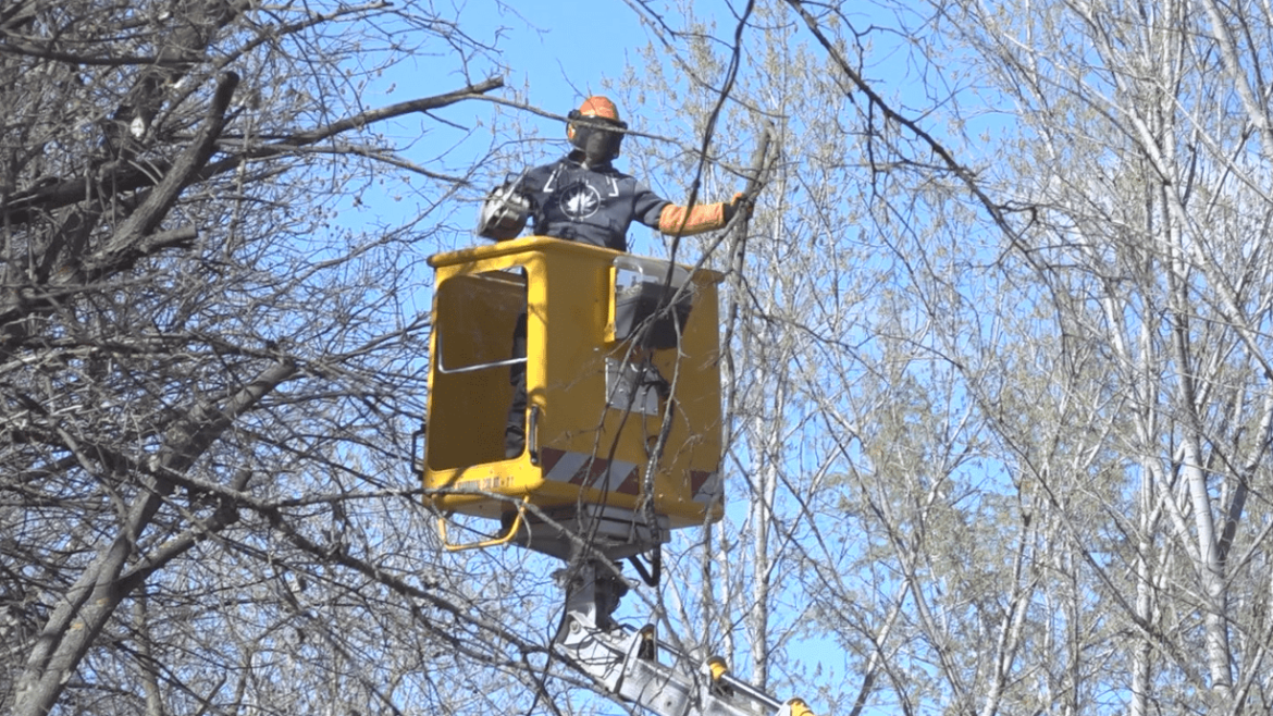 gallyaznak, gallyazás, Makó, városüzemeltetés, tavaszi munkák, fotó: Halmágyi Gábor