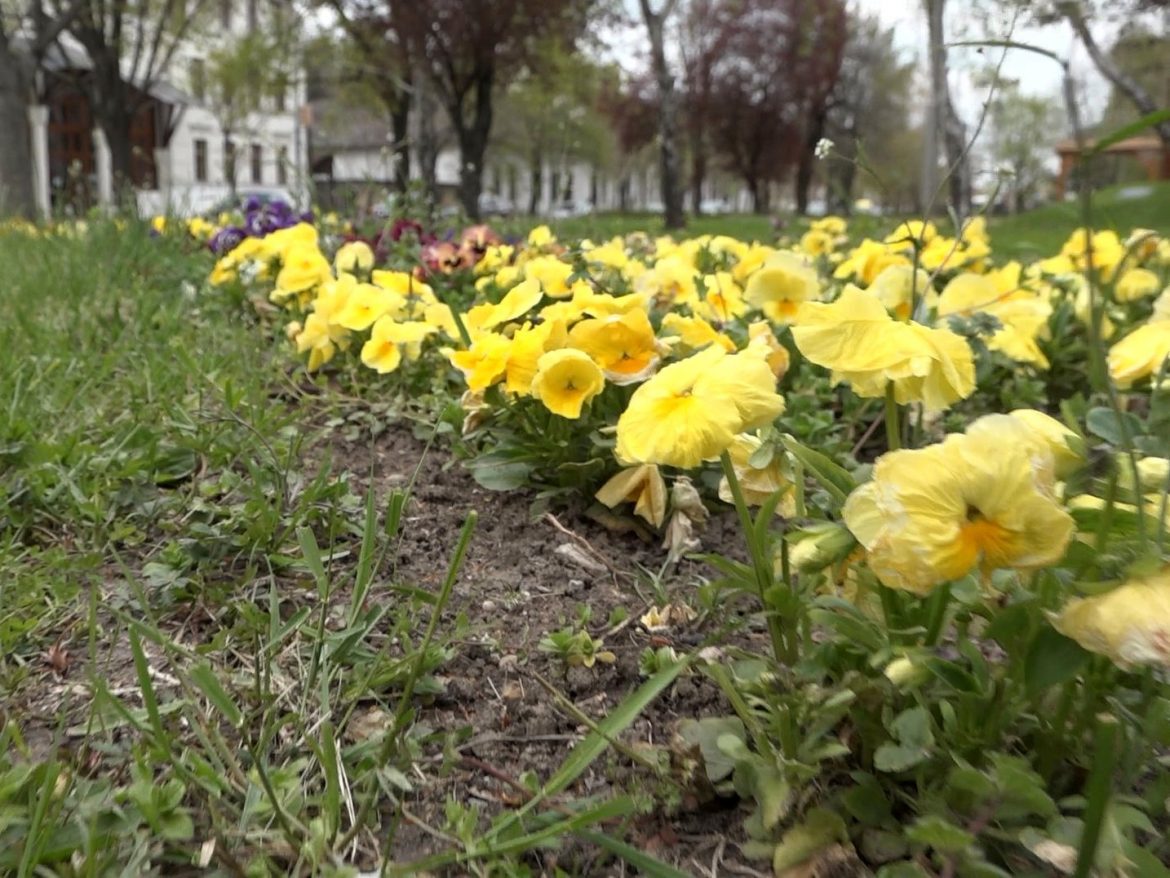 éjszakai fagyok veszélyeztetik a növényeket, Makó