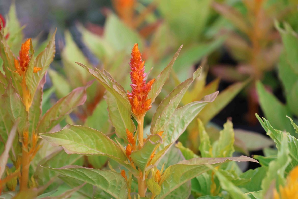 virágvásár, Makó