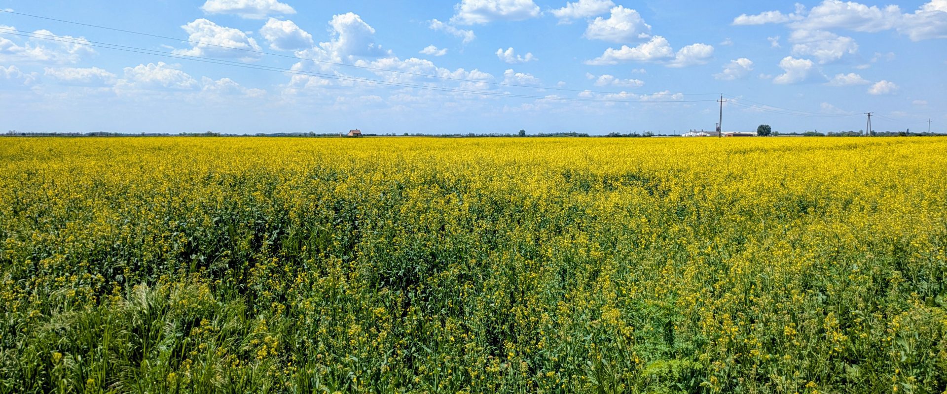 repce, virágzik a repce a Csongrád-Csanád vármegyei földeken