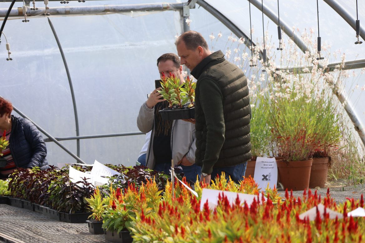 virágvásár, Makó