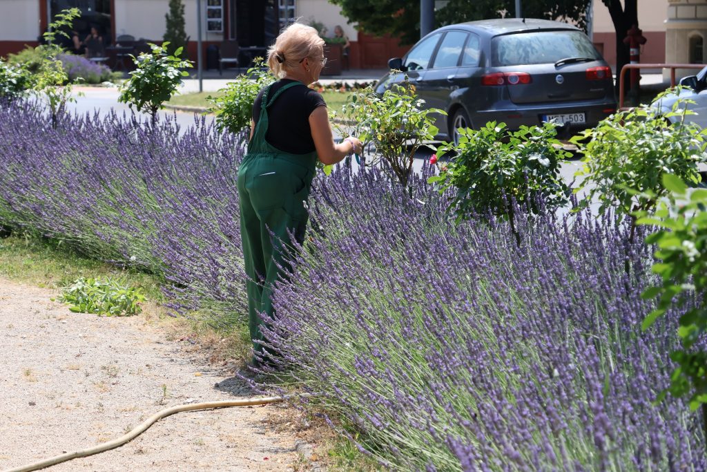 városüzemeltetés, Makó, Hegedűs László