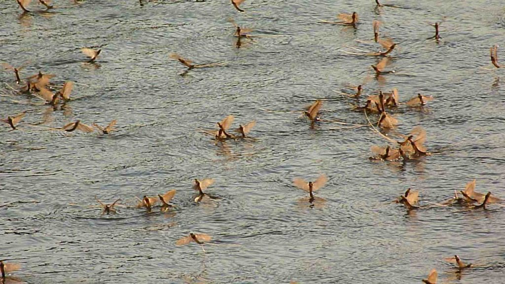 tiszavirág, tiszavirágzás