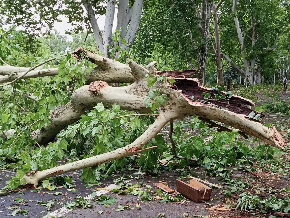 Szeged, újszegedi liget, Erzsébet-liget, vihar, viharkárok, fotó: Jeszenszky Zoltán