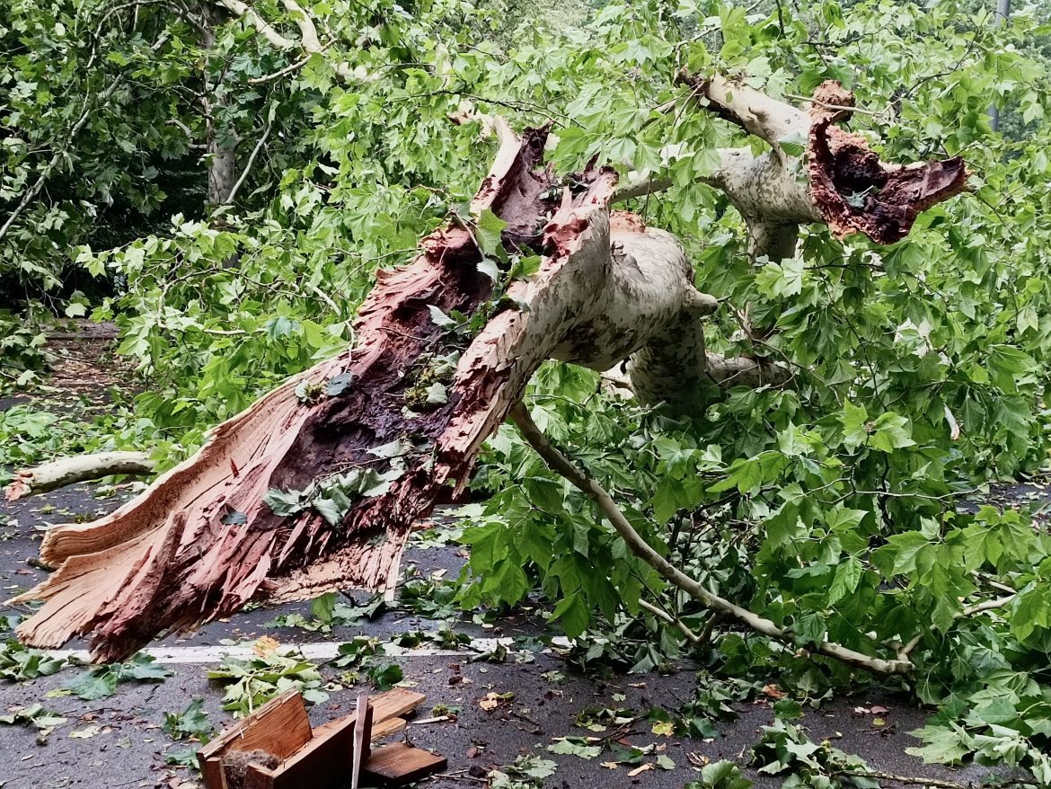 Szeged_Erzsébet_liget_vihar04 Szeged, újszegedi liget, Erzsébet-liget, vihar, viharkárok, fotó: Jeszenszky Zoltán