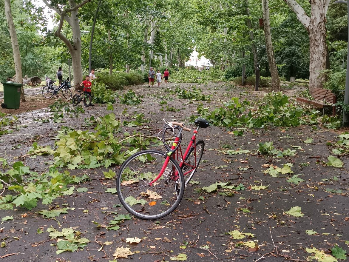 Szeged_Erzsébet_liget_vihar02 Szeged, újszegedi liget, Erzsébet-liget, vihar, viharkárok, fotó: Jeszenszky Zoltán
