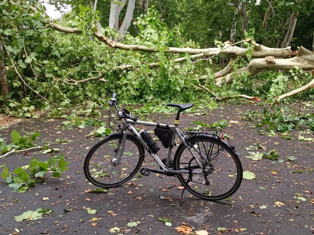 Kidőlt fák és lehasadt ágak torlaszolták el Szegeden, az Erzsébet-liget fősétányát. Fotó: Jeszenszky Zoltán, ítéletidő