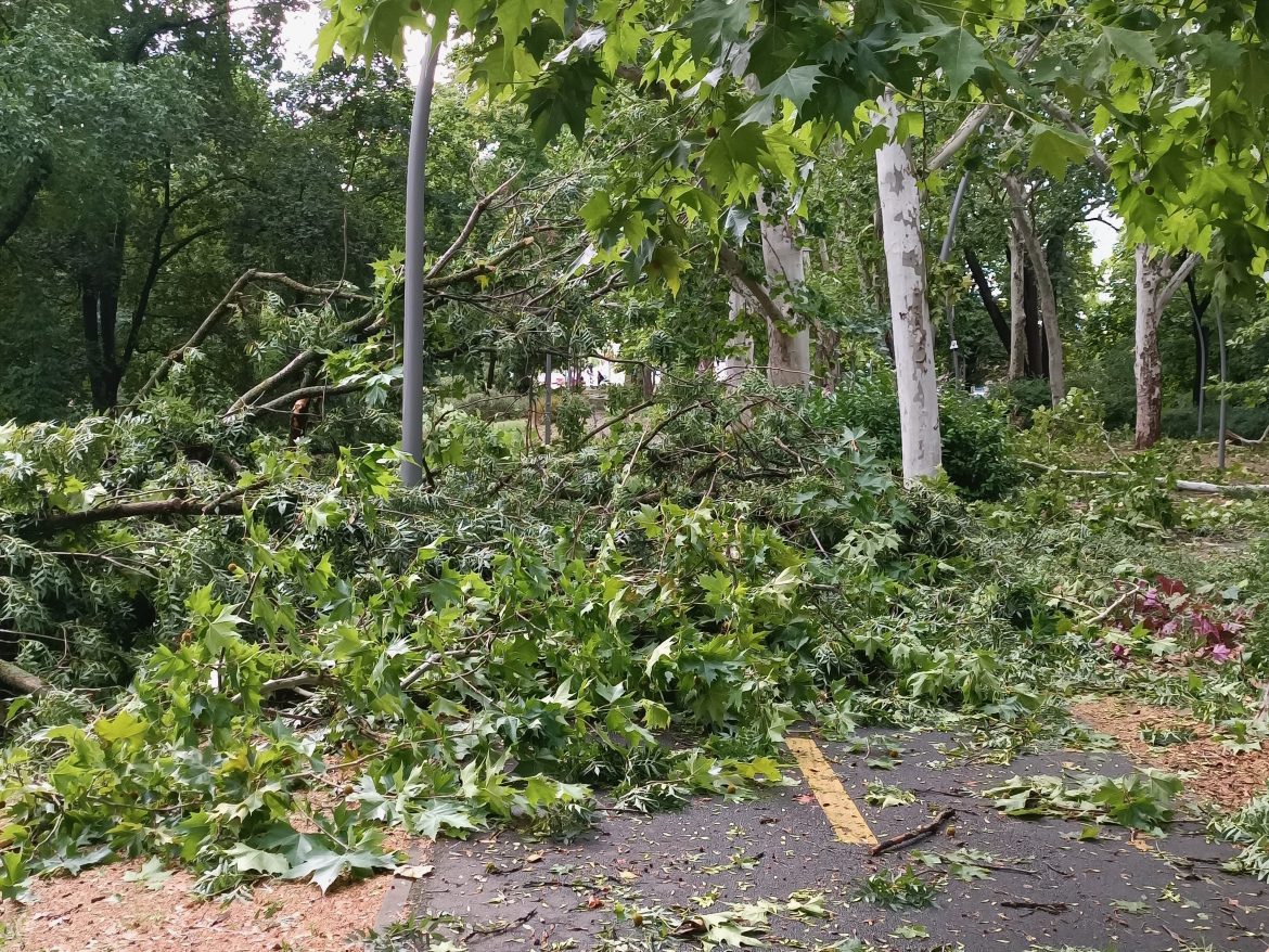 Szeged_Erzsébet_liget_vihar05 Szeged, újszegedi liget, Erzsébet-liget, vihar, viharkárok, fotó: Jeszenszky Zoltán