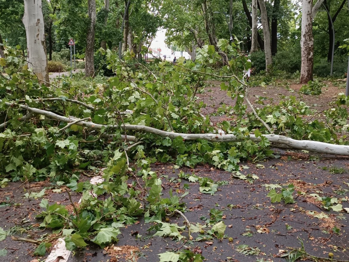 Szeged_Erzsébet_liget_vihar06 Szeged, újszegedi liget, Erzsébet-liget, vihar, viharkárok, fotó: Jeszenszky Zoltán