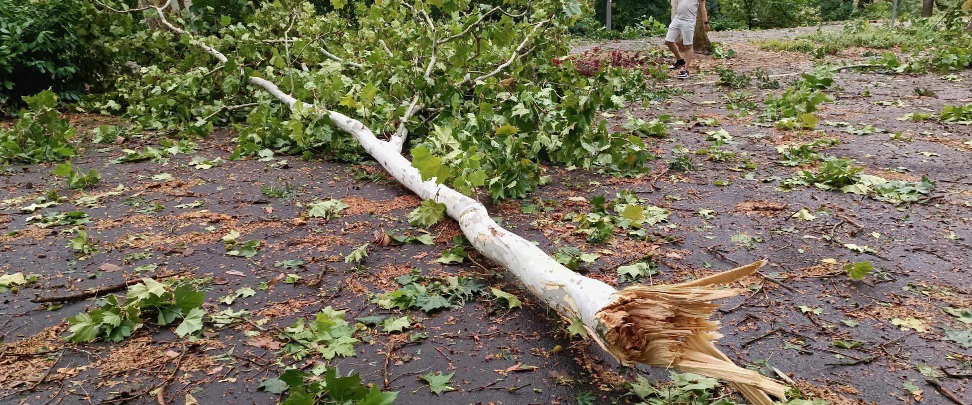 Szeged, újszegedi liget, Erzsébet-liget, vihar, viharkárok, fotó: Jeszenszky Zoltán