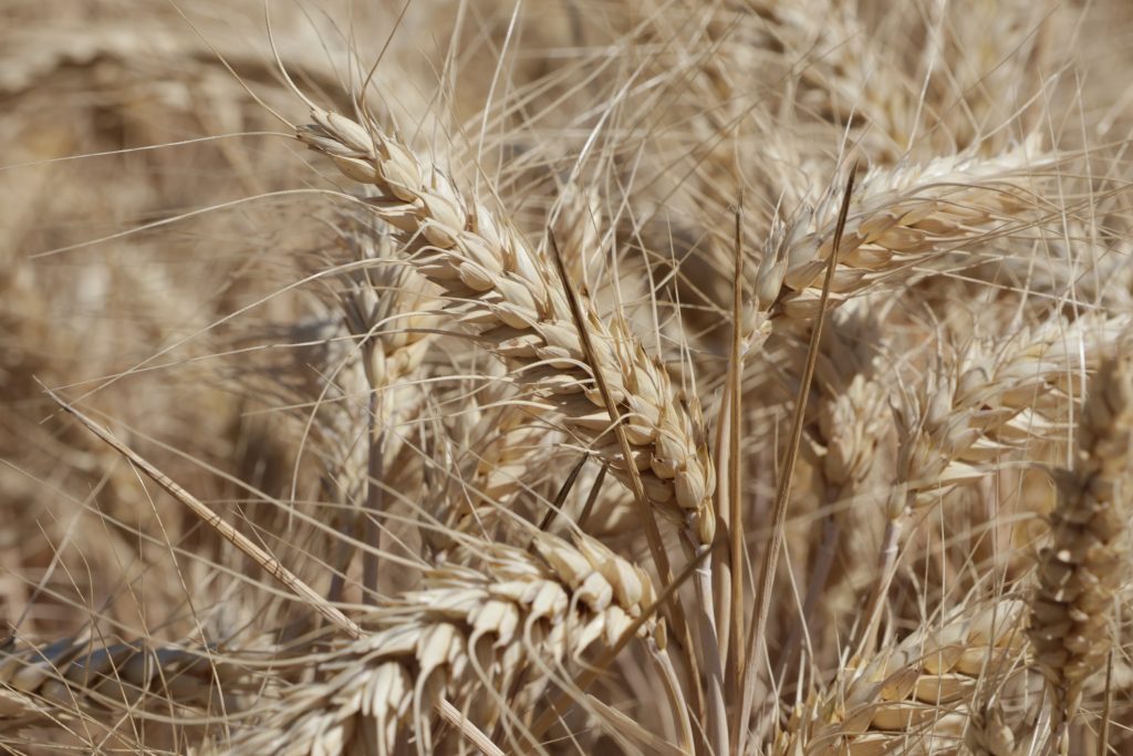 aratás, Makó, búza,