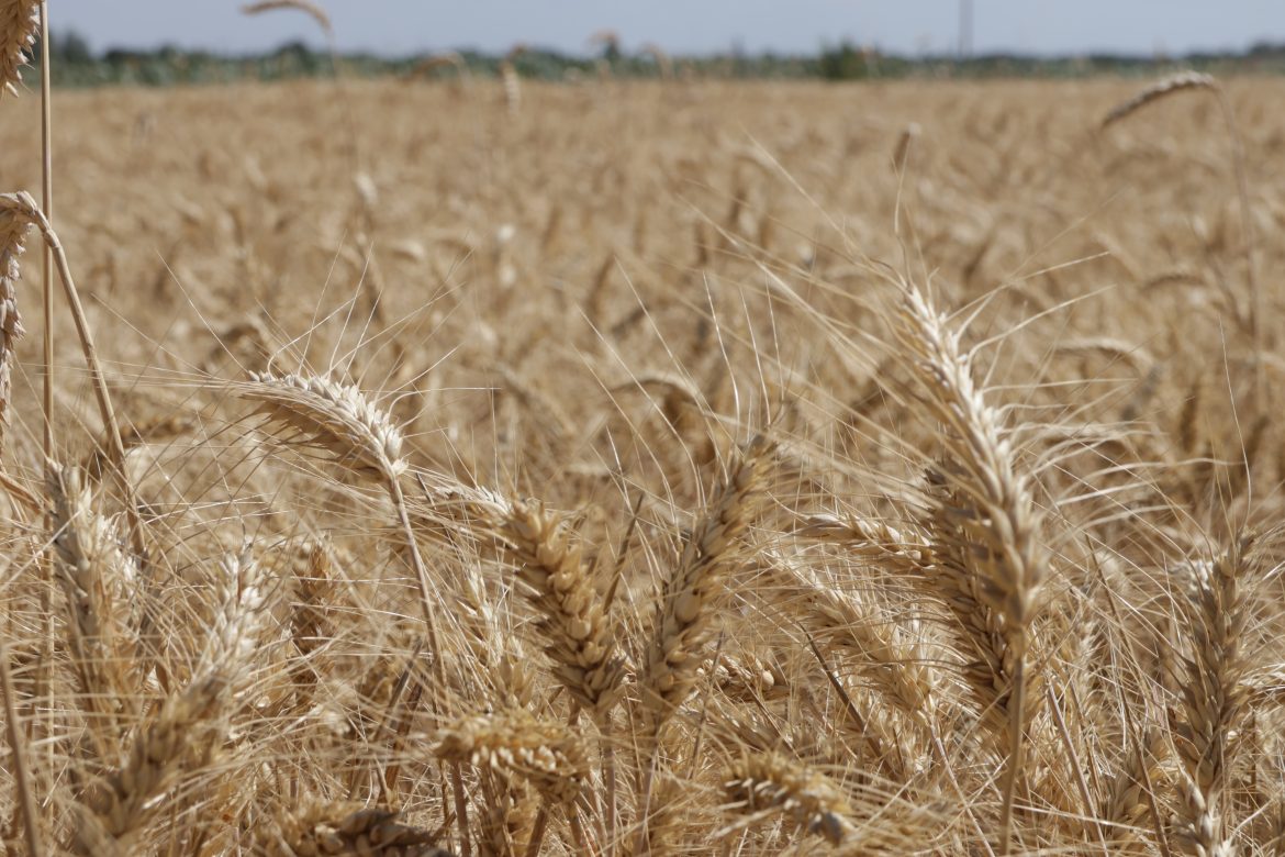 búza, Makó, aratás