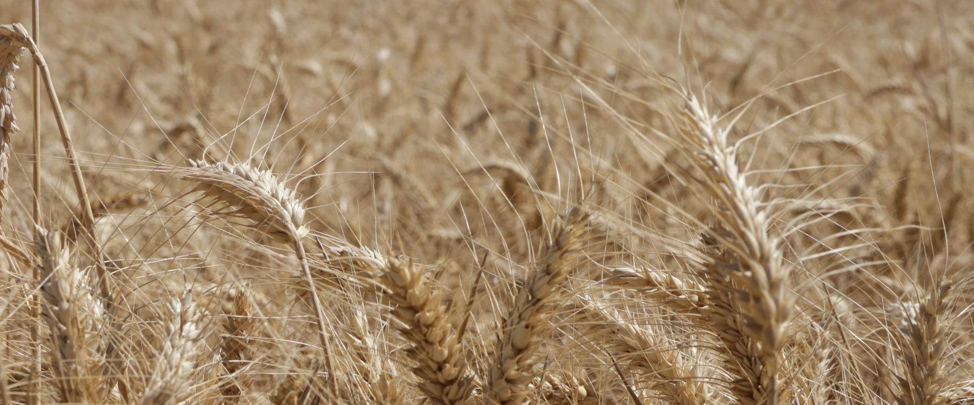 búza, Makó, aratás