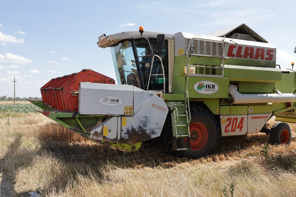 búza, Makó, aratás