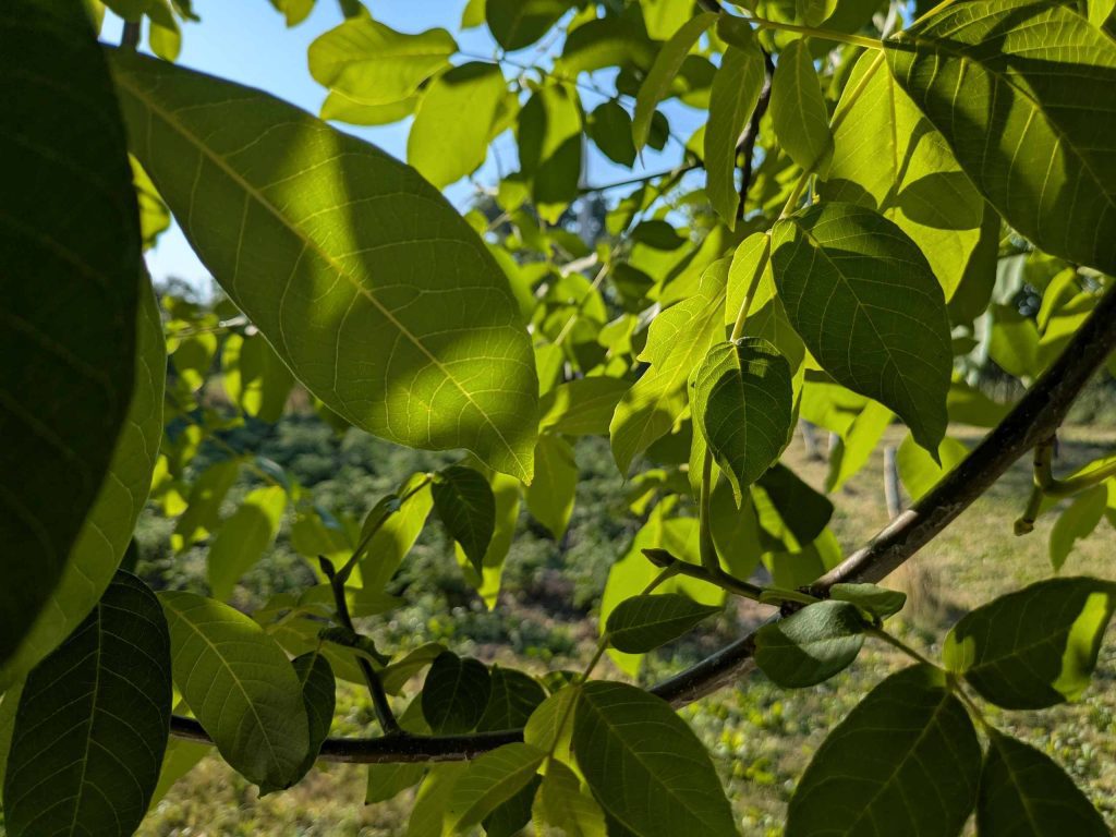 bükki füvesember, diólevél, természetgyógyászat