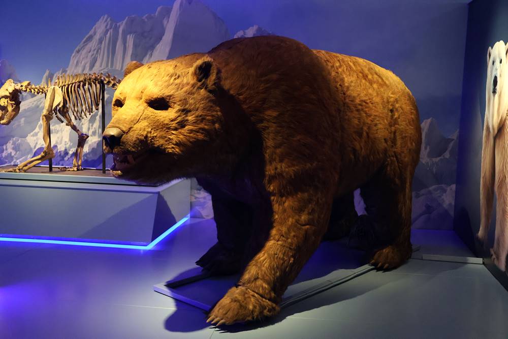 barlangi medve, A titokzatos jégkorszak, kiállítás a szegedi Móra Ferenc Múzeumban, fotó: Jeszenszky Zoltán