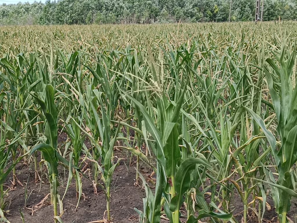 kukorica, Csongrád-Csanád vármegye, fotó: Jeszenszky Zoltán