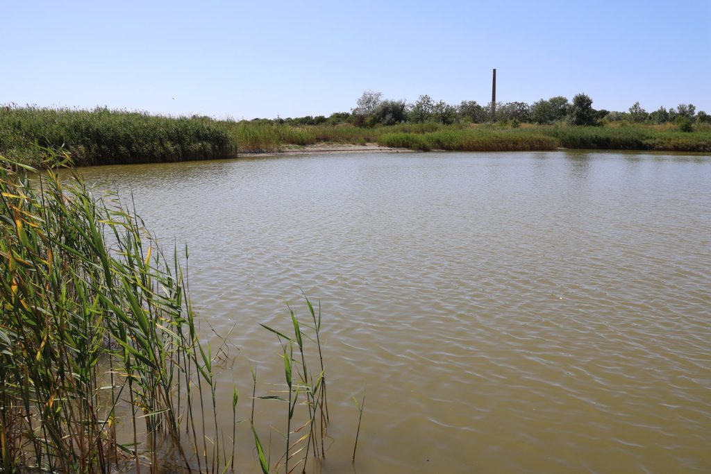 téglagyári tó, Makó, fatelepítés