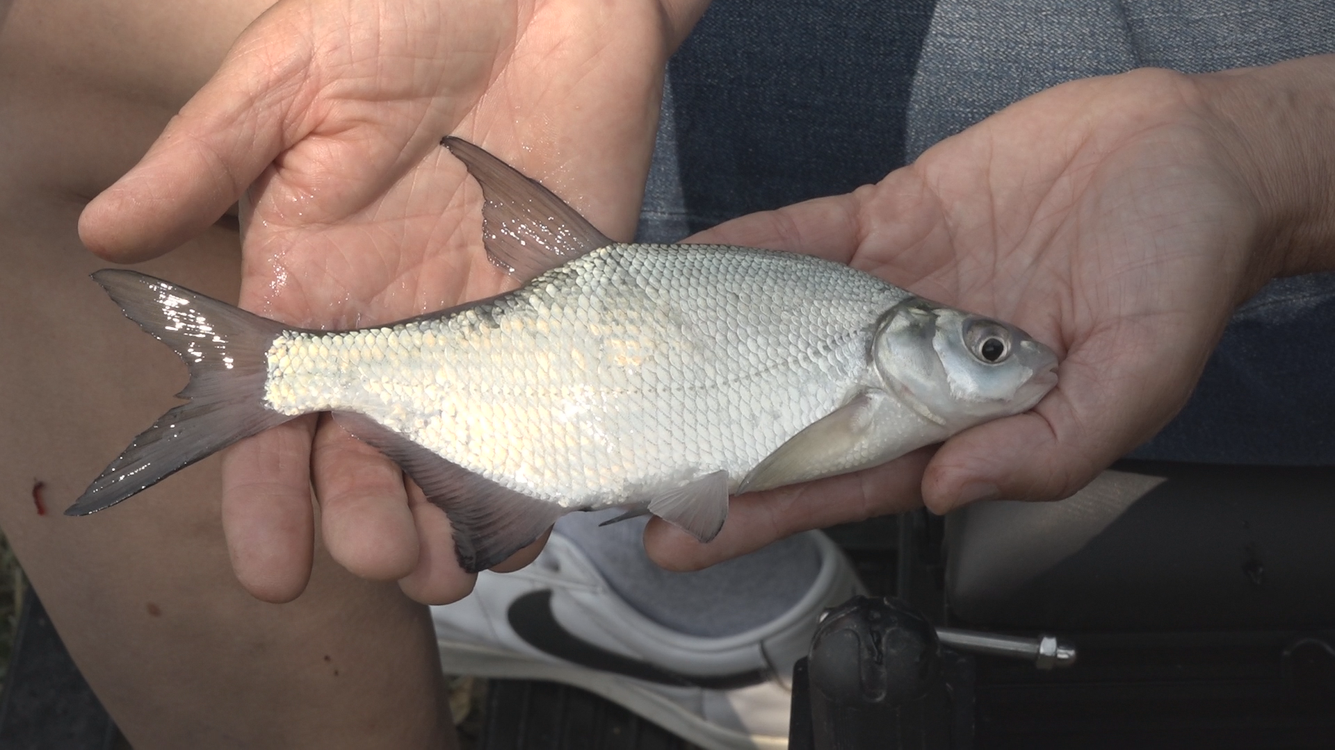 Frankó Zoltán tanár, a Makói Sporthorgász egyesület elnöke. Magyar bajnok és világbajnok kezében egy dévérkeszeg. Fotó: Németh Csaba