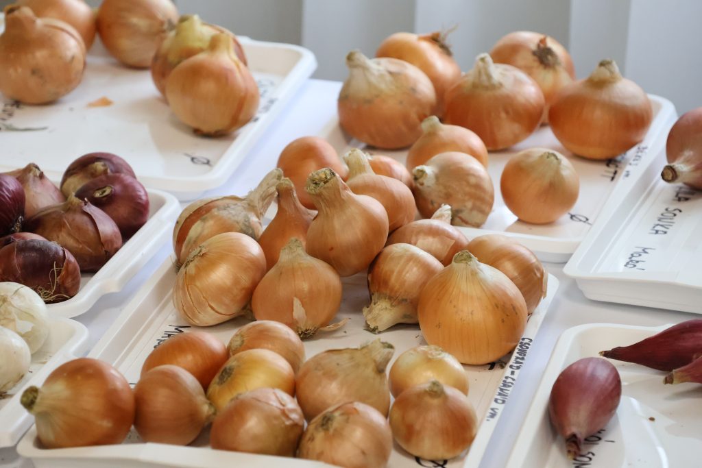 szakmai nap a hagymáról, Hagymafesztivál 2025, Makó, fotó: Jeszenszky Zoltán