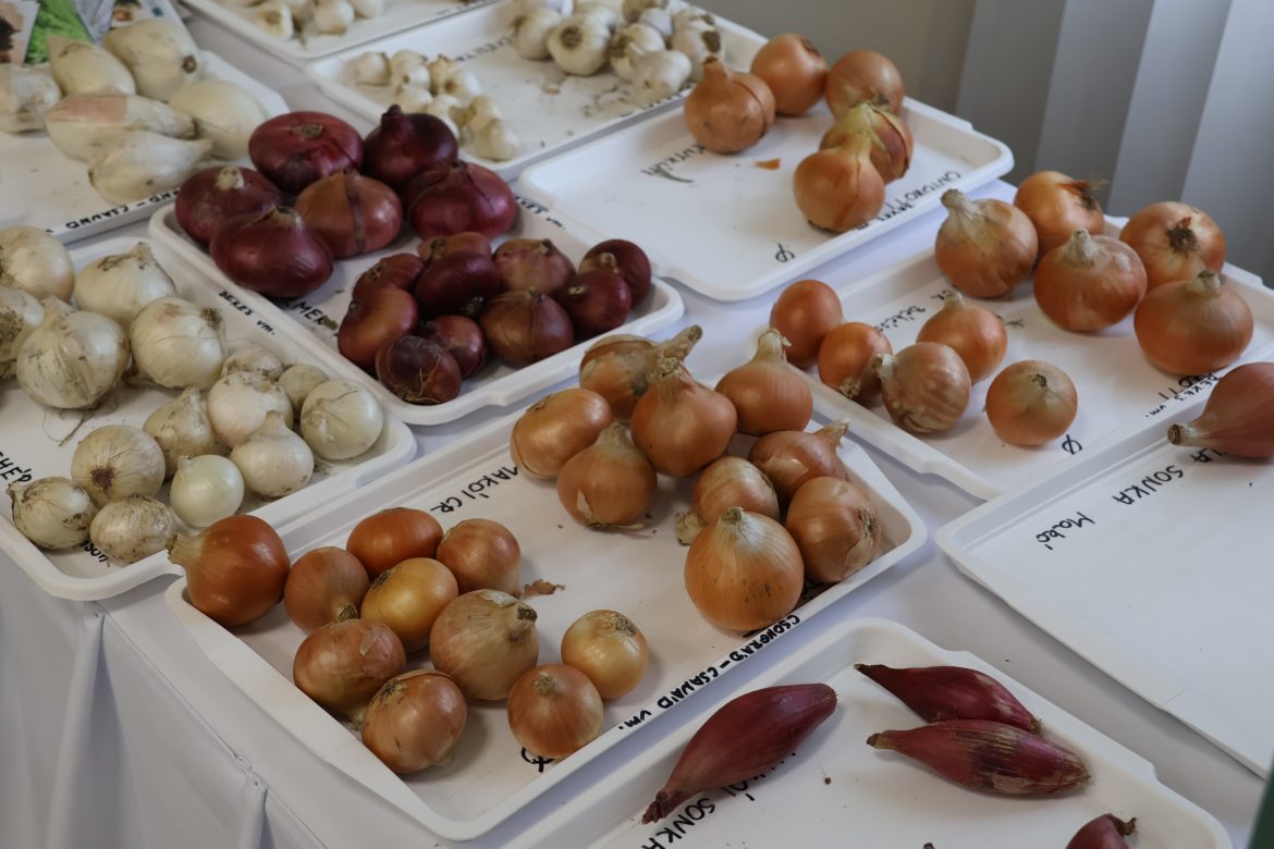 szakmai nap a hagymáról, Hagymafesztivál 2025, Makó, fotó: Jeszenszky Zoltán