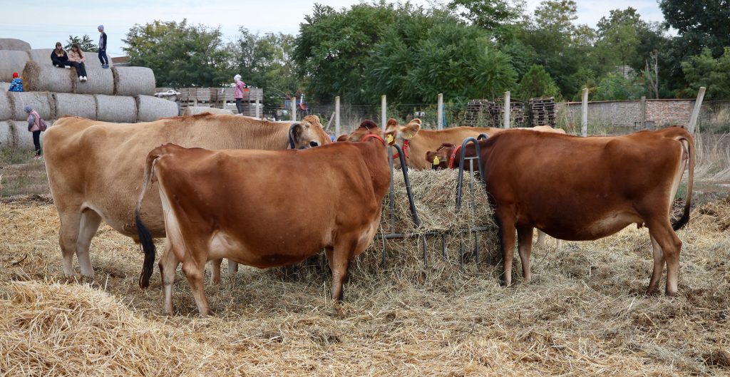 Hegyesi éléstár, Királyhegyes, nyitott porta, születésnap Fotó: Jeszenszky Zoltán