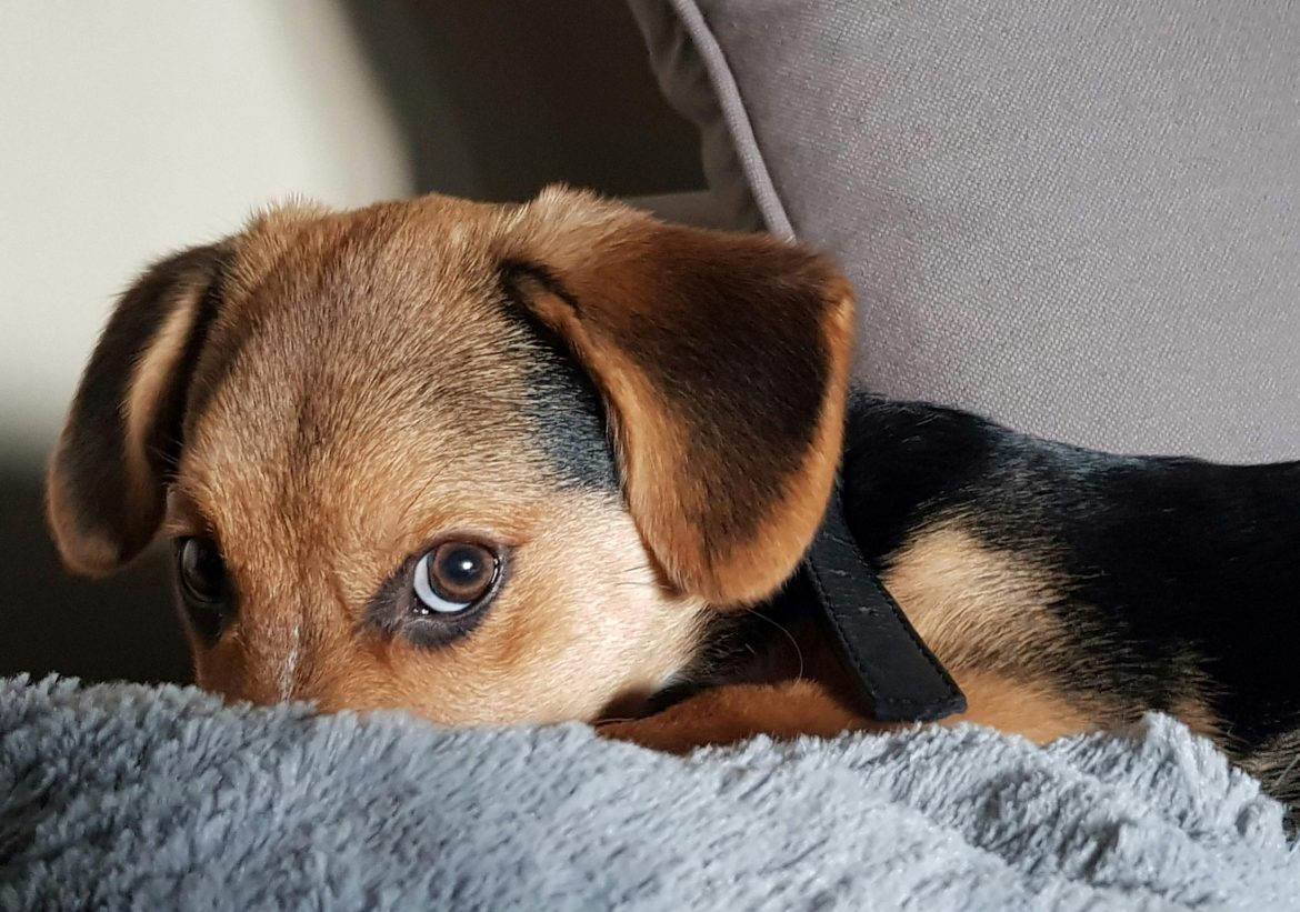 Fotó: Cynthia Vh: https://www.pexels.com/hu-hu/foto/1572849/