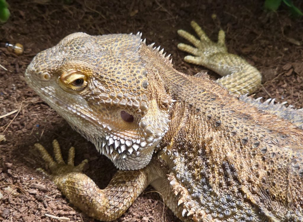 Makóra érkezett a Tarantula expó. Impozáns méretű madárpókok, veszélyes skorpiók és egzotikus hüllők voltak a terráriumokban. Fotó: Jeszenszky Zoltán