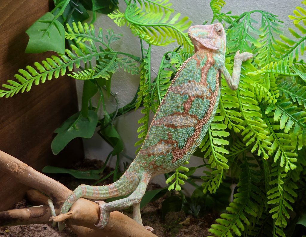 Makóra érkezett a Tarantula expó. Impozáns méretű madárpókok, veszélyes skorpiók és egzotikus hüllők voltak a terráriumokban. Fotó: Jeszenszky Zoltán