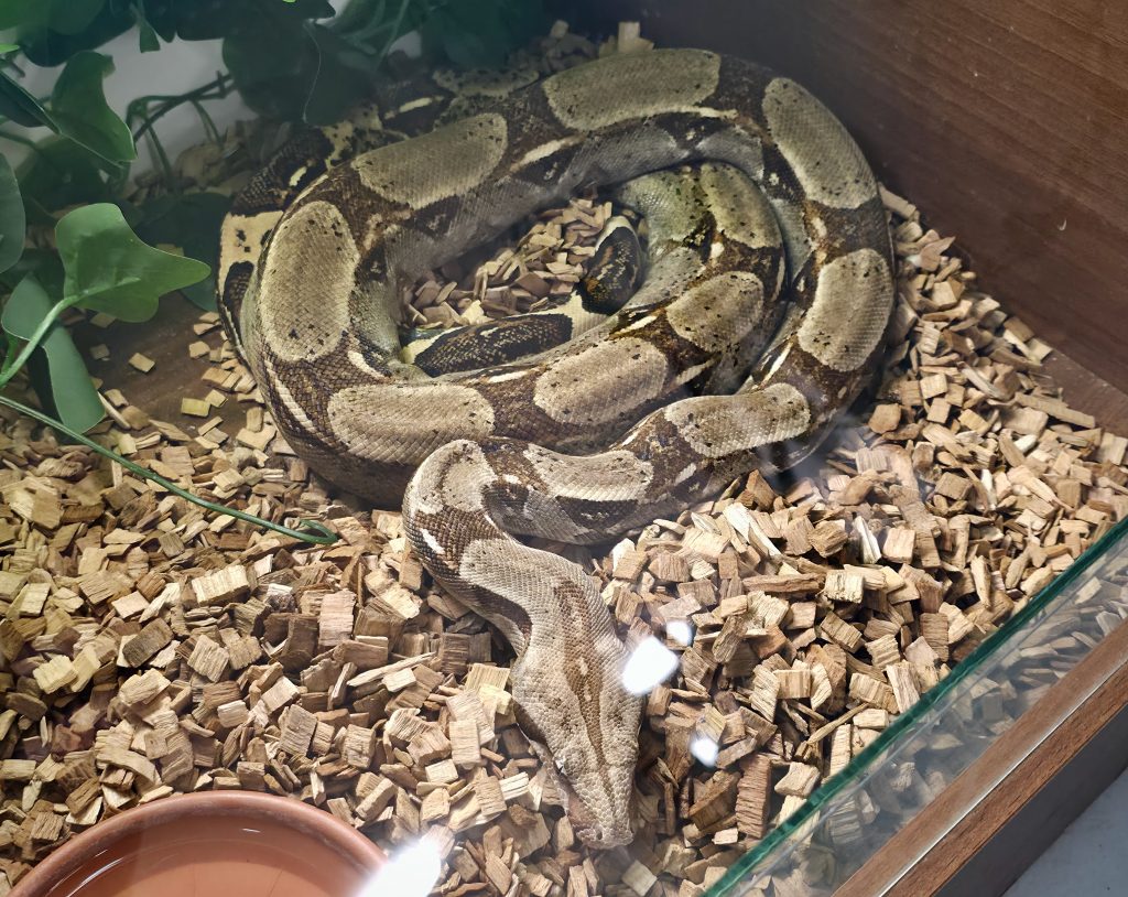 Makóra érkezett a Tarantula expó. Impozáns méretű madárpókok, veszélyes skorpiók és egzotikus hüllők voltak a terráriumokban. Fotó: Jeszenszky Zoltán