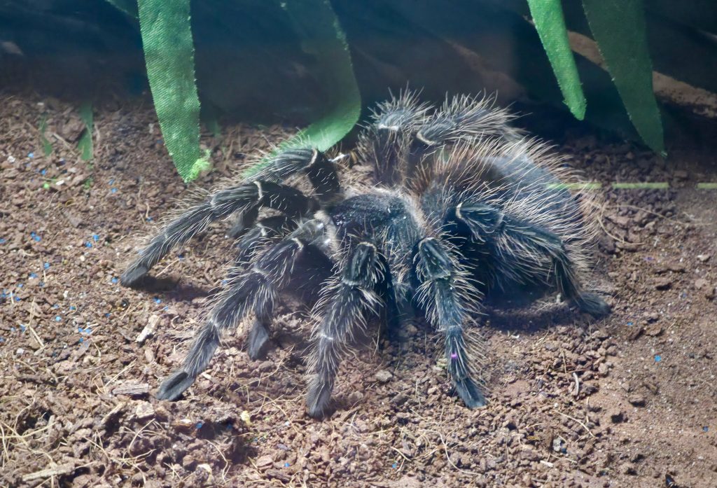 Makóra érkezett a Tarantula expó. Impozáns méretű madárpókok, veszélyes skorpiók és egzotikus hüllők voltak a terráriumokban. Fotó: Jeszenszky Zoltán