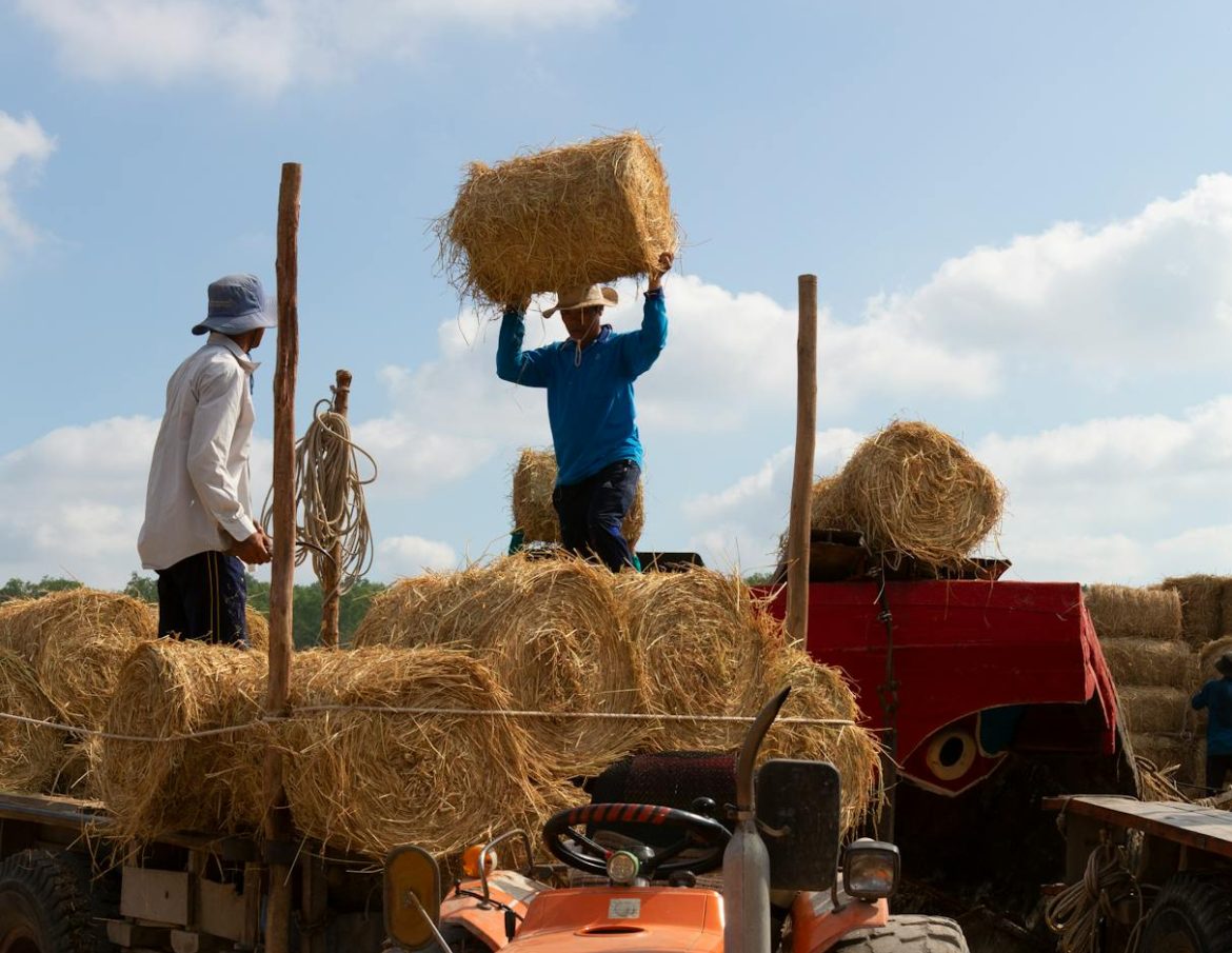 mezőgazdaság, betakarítás, agrárium, fotó: pexels.com