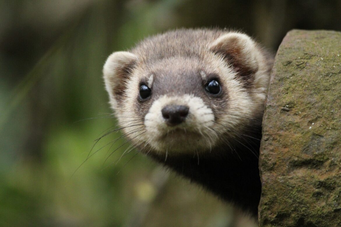 Fotó: Rózsa Nikolett