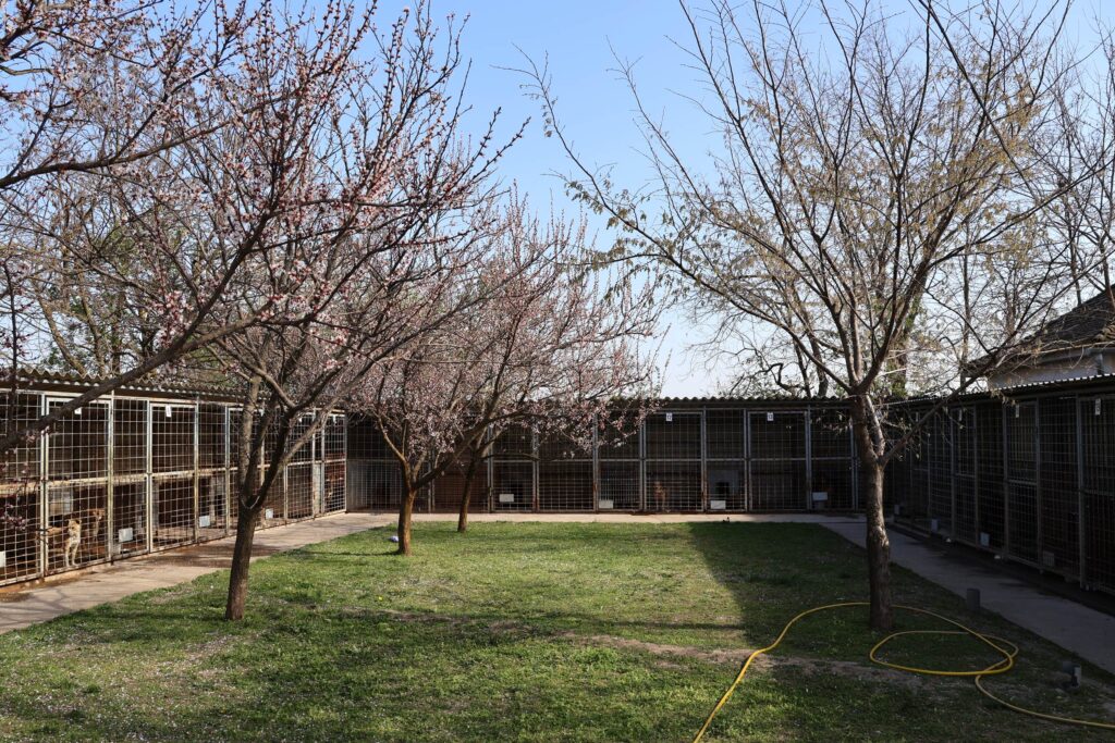 makói gyepmesteri telep, kutyák, fotó: Borka Péter, 