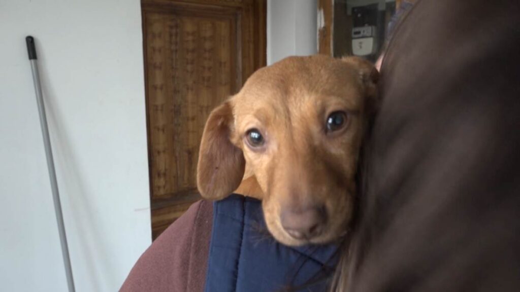 makói gyepmesteri telep, kutyák, fotó: Borka Péter, 